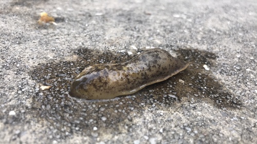 Leidyula floridana image