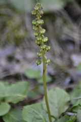 Pyrola media