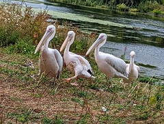 Pelecanus