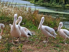 Pelecanus