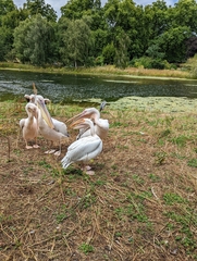 Pelecanus