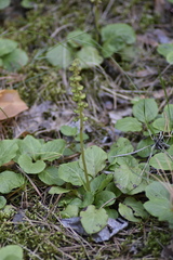 Pyrola media