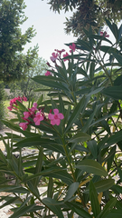 Nerium oleander