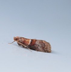 Acrobasis repandana