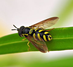 Chrysotoxum intermedium