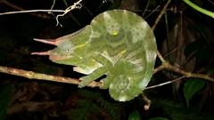 Trioceros deremensis