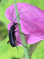 Grammoptera subargentata