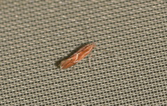 Phyllonorycter corylifoliella