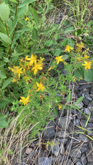 Hypericum perforatum