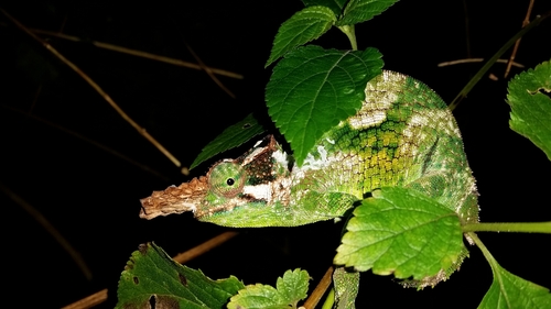 Vosseler's Blade-horned Chameleon - Photo (c) frasergear, some rights reserved (CC BY-NC), uploaded by frasergear
