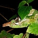 Vosseler's Blade-horned Chameleon - Photo (c) frasergear, some rights reserved (CC BY-NC), uploaded by frasergear