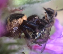 Synema globosum