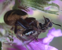 Synema globosum