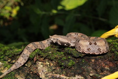 Porthidium lansbergii