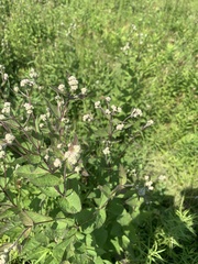 Eupatorium pubescens
