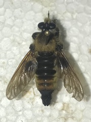Laphria vorax