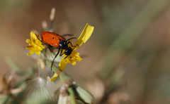 Mylabris quadripunctata