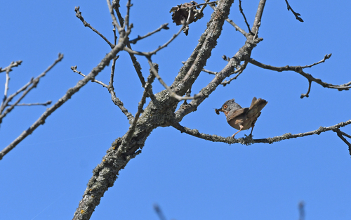 Western Subalpine Warbler (Curruca iberiae), photo 10