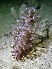 Veretillidae