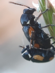 Cryptocephalus moraei