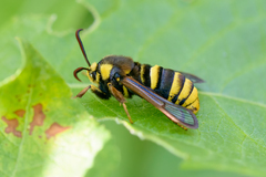 Sesia apiformis