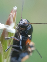 Cryptocephalus moraei