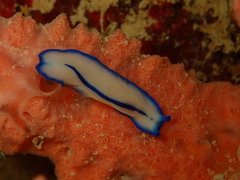 Pseudoceros concinnus