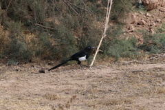 Pica mauritanica