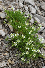 Moehringia ciliata