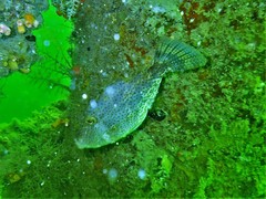 Pseudomonacanthus macrurus