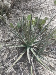 Agave xylonacantha