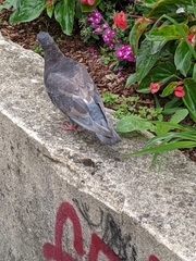 Columba livia domestica