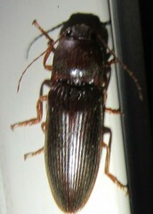 Hemicrepidius nemnonius