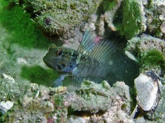 Cryptocentrus sericus