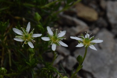 Moehringia ciliata