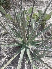 Agave xylonacantha