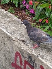 Columba livia domestica