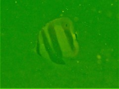 Coradion chrysozonus