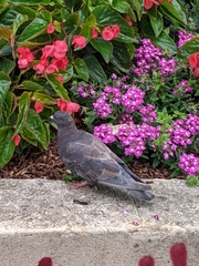 Columba livia domestica