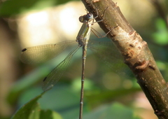 Lestes virgatus