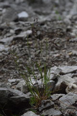 Poa minor