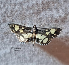 Hyaloplaga pulchralis