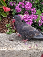 Columba livia domestica