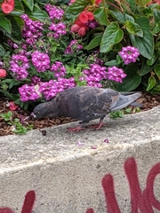 Columba livia domestica