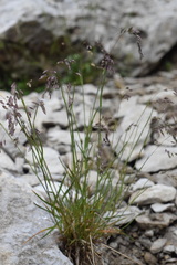 Poa minor