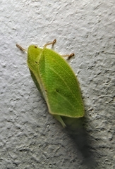 Phyllyphanta
