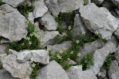 Moehringia ciliata