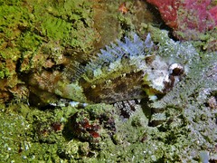 Centrogenys vaigiensis