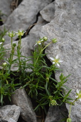 Moehringia ciliata