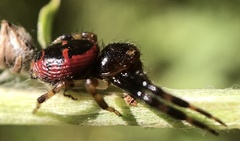 Synema globosum